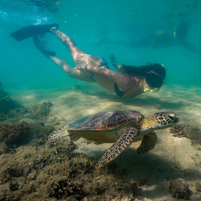 Calypso Snorkel & Dive Calypso Half Day Low Isles - Afternoon