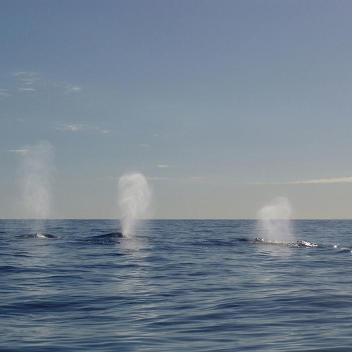 Adventure Rafting Mooloolaba Whale Watching Experience