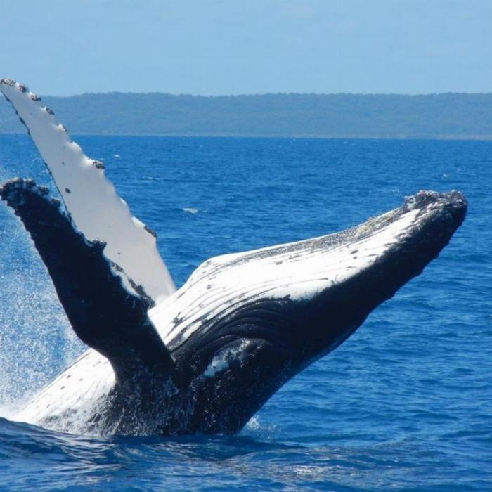 Adventure Rafting Mooloolaba Whale Watching Experience