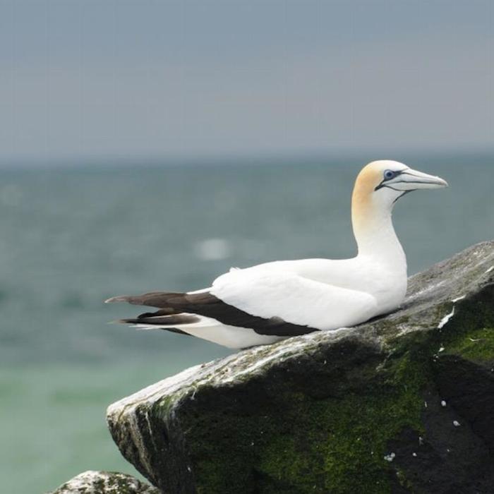 See All Dolphin Swim Local Wildlife Sightseeing