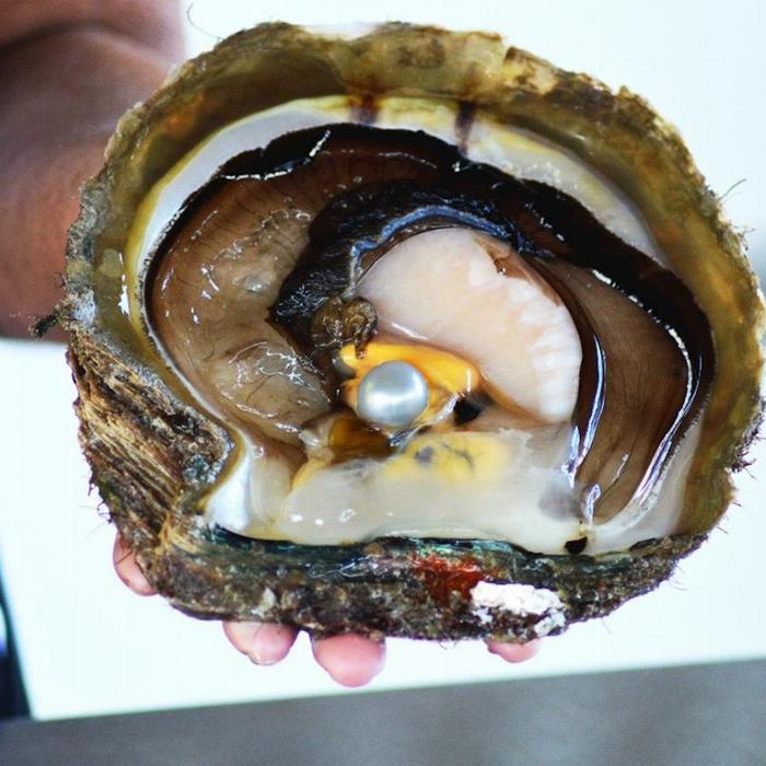 Willie Creek Pearls Willie Creek Pearl Farm Tour - by Coach
