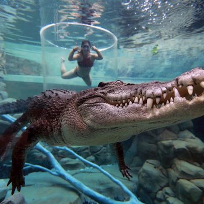 Crocosaurus Cove Cage of Death (1 Person in Cage)