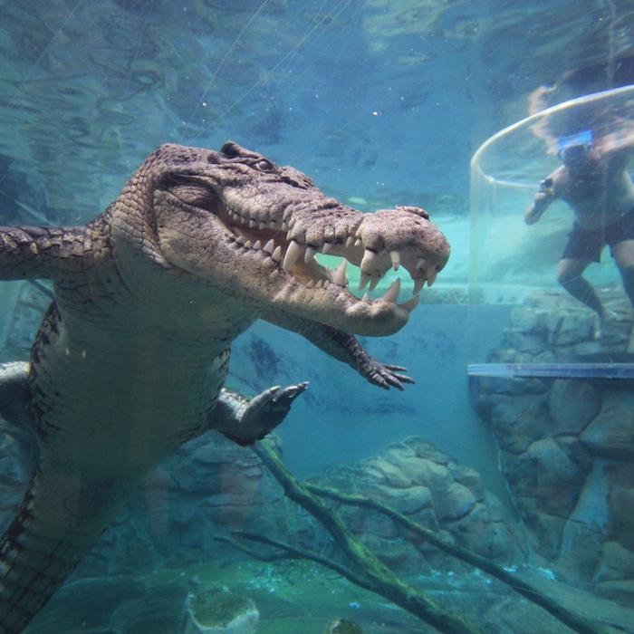 Crocosaurus Cove Cage of Death (1 Person in Cage)
