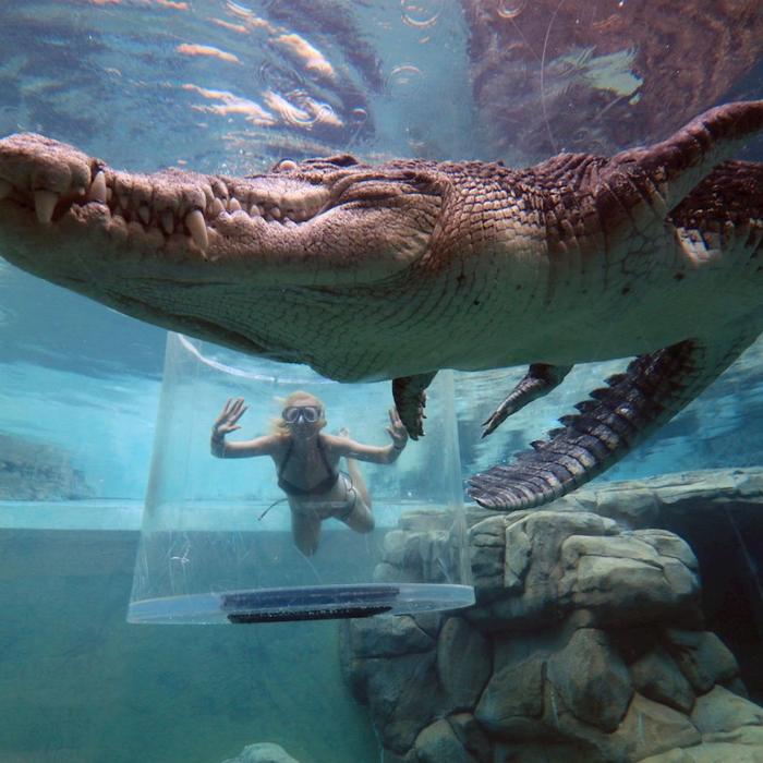 Crocosaurus Cove Cage of Death (1 Person in Cage)