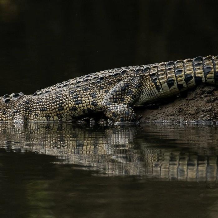 Solar Whisper Wildlife Cruises Crocodile and Wildlife Spotting Tour
