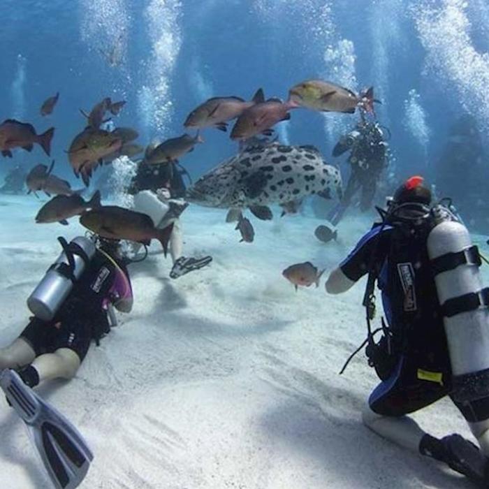 Divers Den PADI Open Water Dive Course (2 Days Pool & Theory & 2 Day Trips)