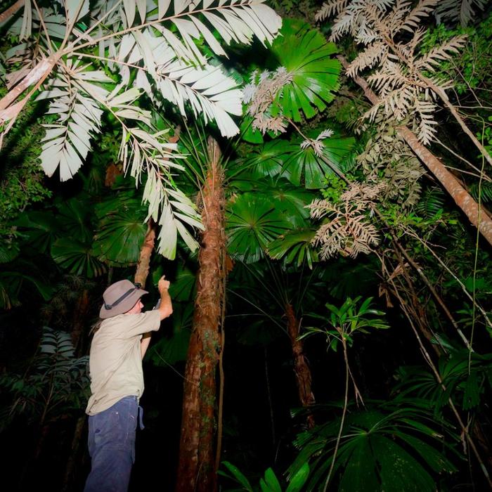 Far North Escapes Daintree Rainforest Guided Night Tour
