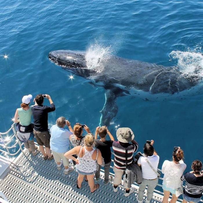 Spirit of Hervey Bay Whale Watching Cruise