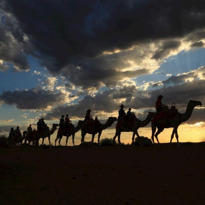 Uluru Camel Tours Sunset Camel Experience