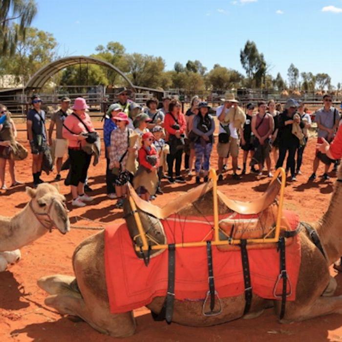 Uluru Camel Tours Camel Express