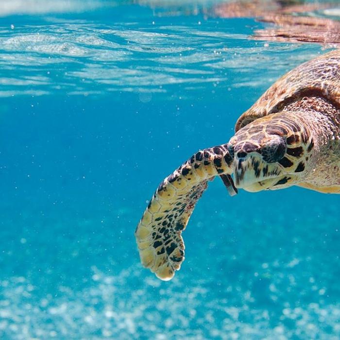 Hervey Bay Eco Marine Tours Turtle Discovery Tour