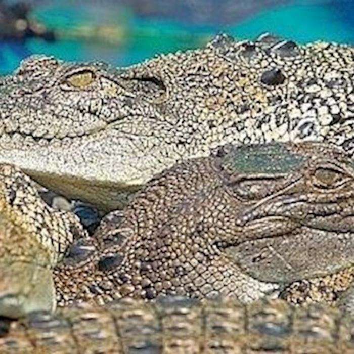Hartley's Crocodile Adventures Entry with Return Transfers ex Cairns & Cairns Northern Beaches - Family Pass