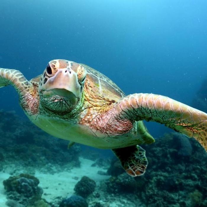 Outer Barrier Reef Day Trip - Reef Experience