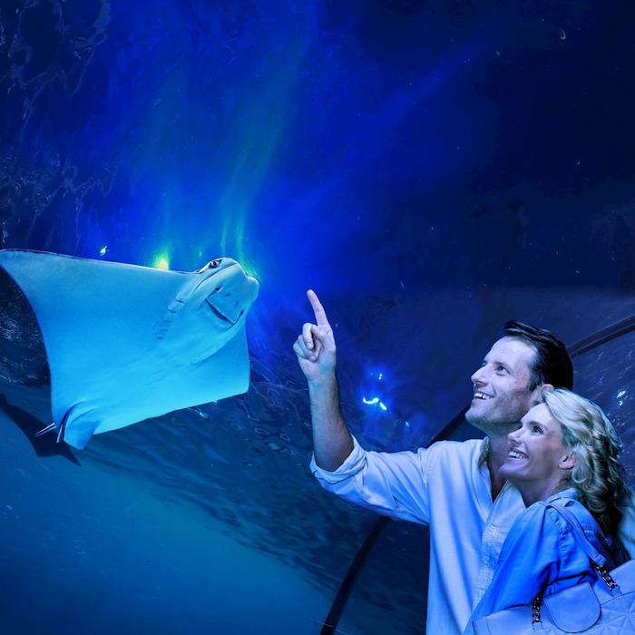 Cairns Aquarium Aquarium by Twilight Tour