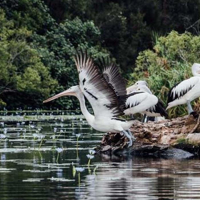 Everglades Eco Safaris Everglades Explorer Tour
