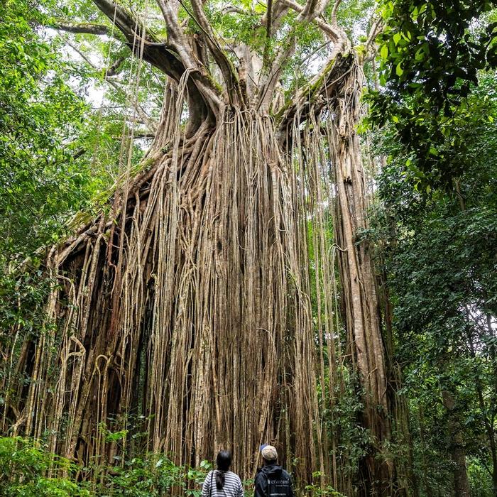 Far North Escapes Private 1 Day Cairns Waterfall Tour - 2 People
