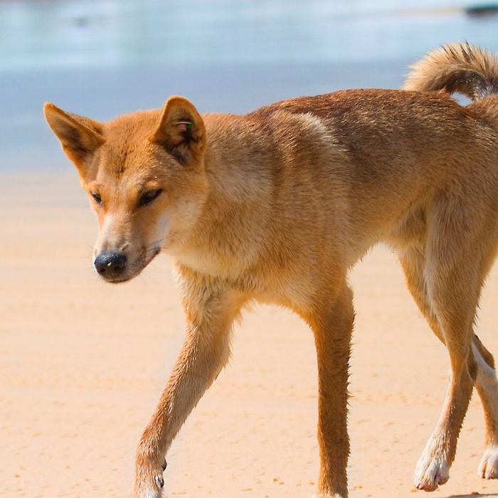 K'gari Explorer Tours K'gari Overnight Tour (ex Rainbow Beach) - Private Double / Twin