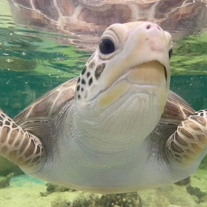 Cairns Aquarium General Admission & Turtle Tour