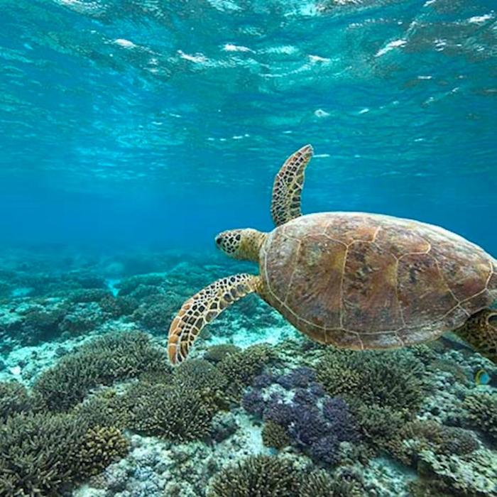 Lady Elliot Island Eco Resort Great Barrier Reef Day Tour ex Gold Coast