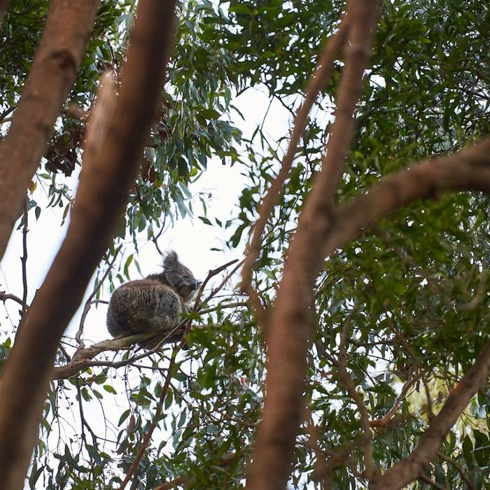 Wildlife Wonders Dusk Discovery Tour