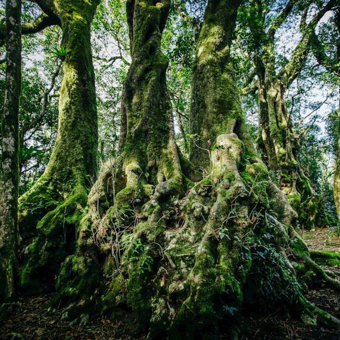 Southern Cross Tours UNESCO Springbrook NP, Waterfalls & Natural Bridge