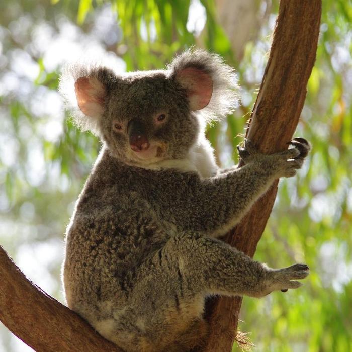 Magnetic Island’s Best Bus Tours Guided Bus Tour of Magnetic Island