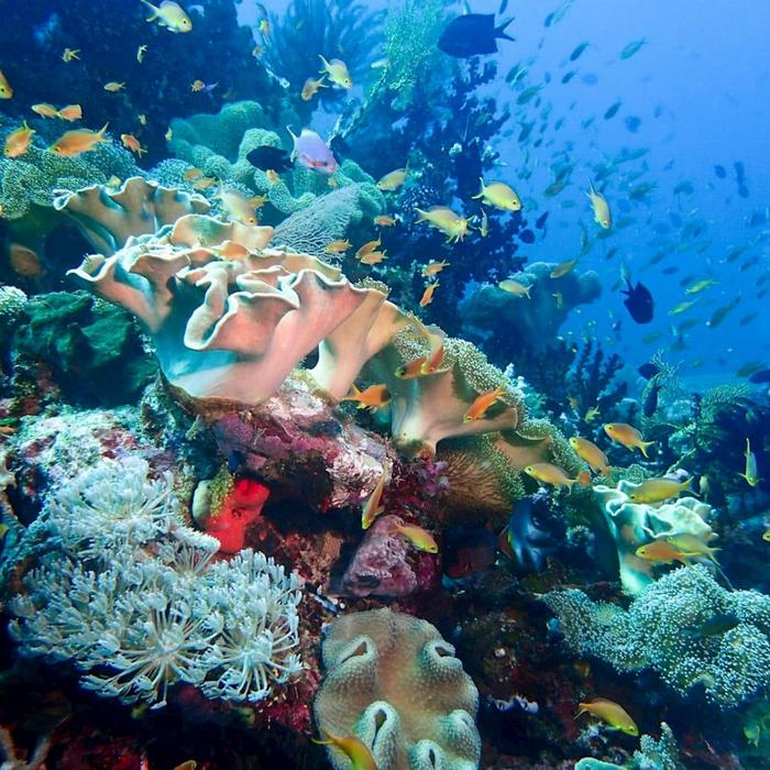 Coral Sea Dreaming Dive & Sail Dive & Snorkel Overnight Adventure - Private Cabin