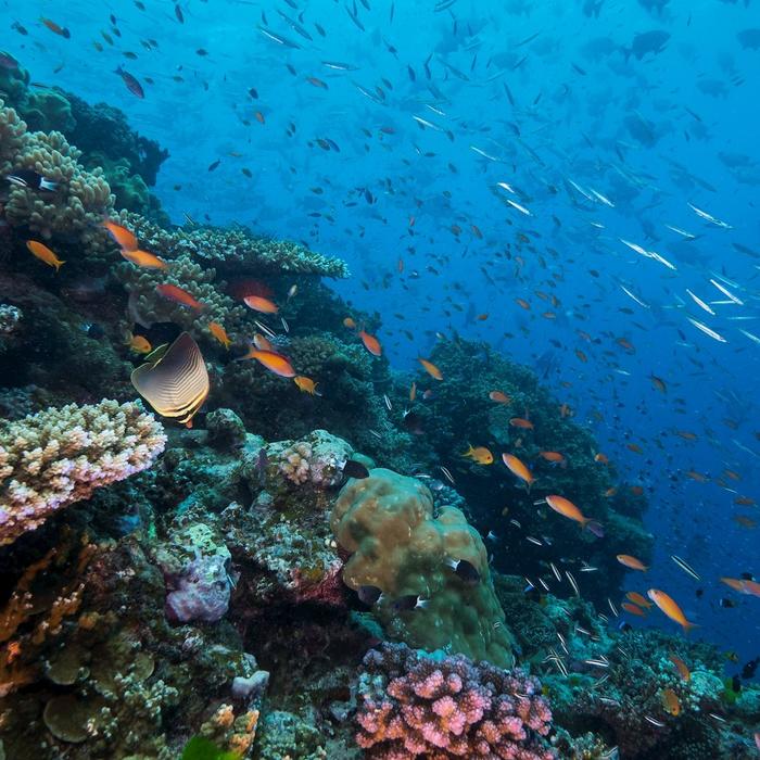 Coral Sea Dreaming Dive & Sail Dive & Snorkel Overnight Adventure - Private Cabin