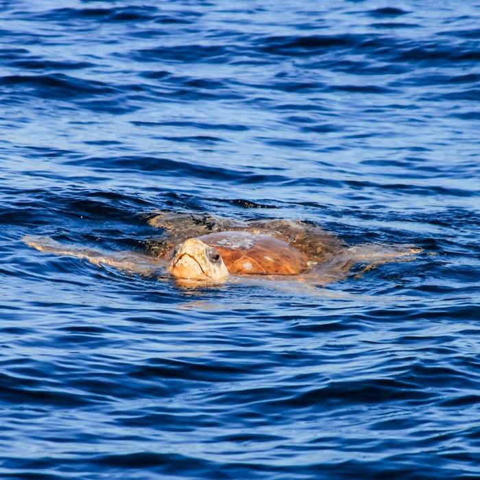 Out Of The Blue Adventures Dolphin Cruise