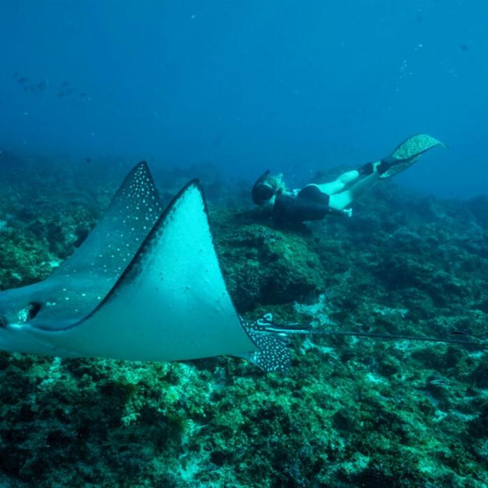 Out Of The Blue Adventures Snorkeling Tour Julian Rocks