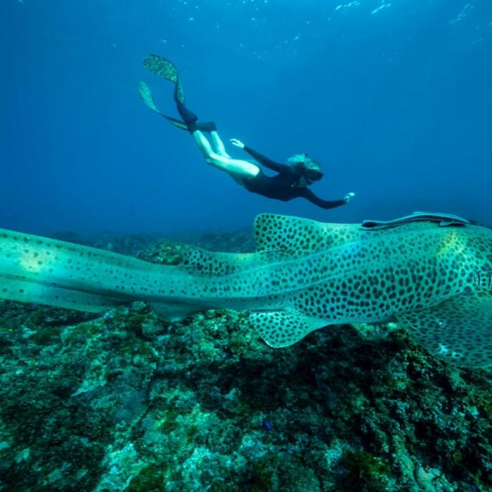 Out Of The Blue Adventures Snorkeling Tour Julian Rocks