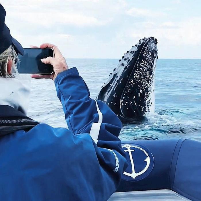 Out Of The Blue Adventures Whale Watching - Ballina Departure