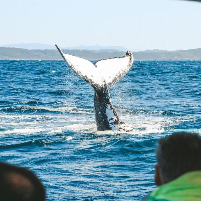 Out Of The Blue Adventures Whale Watching - Ballina Departure