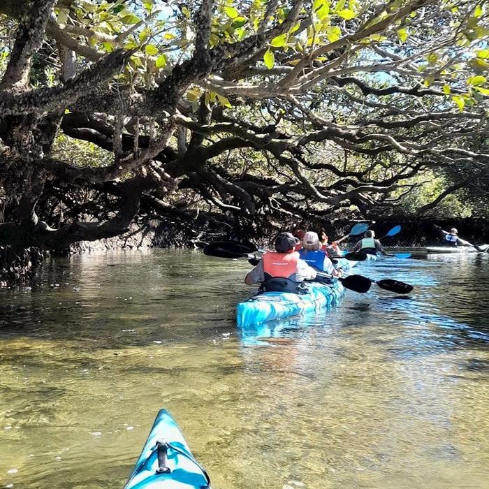 Dolphin Sanctuary Kayak Tours Dolphin Sanctuary Guided Eco Kayak Tour