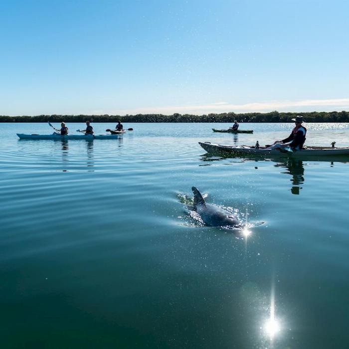 Dolphin Sanctuary Kayak Tours Dolphin Sanctuary Guided Eco Kayak Tour