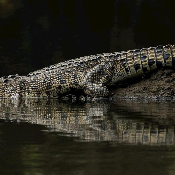 Solar Whisper Wildlife Cruises Crocodile and Wildlife Spotting Tour (Family, 2 Adult + 2 Children)