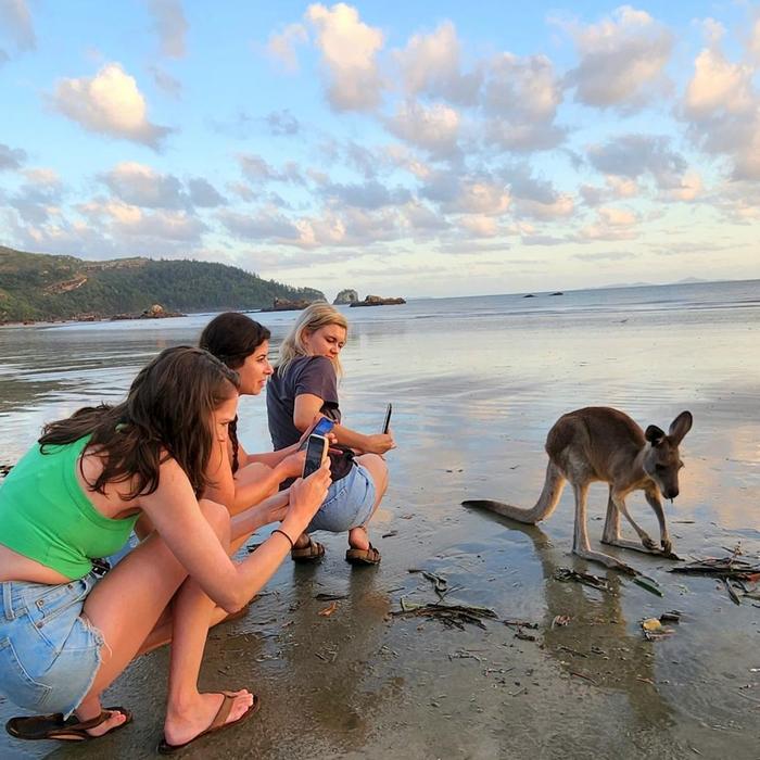 Driftwood Tours Sunrise with kangaroos-departs Airlie Beach