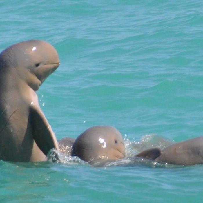 Broome Whale Watching Snubfin Dolphin Cruises