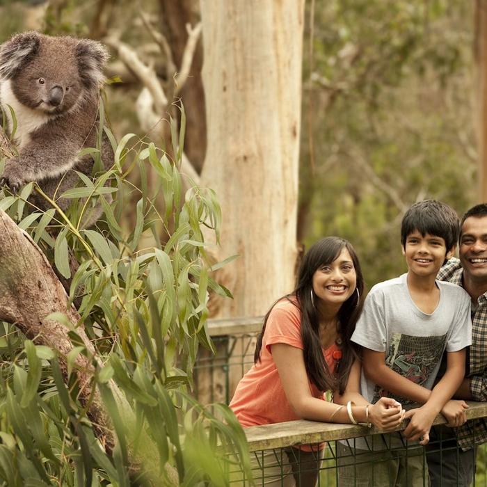 Autopia Tours Phillip Island Penguins + Koalas (Penguins Plus Viewing)