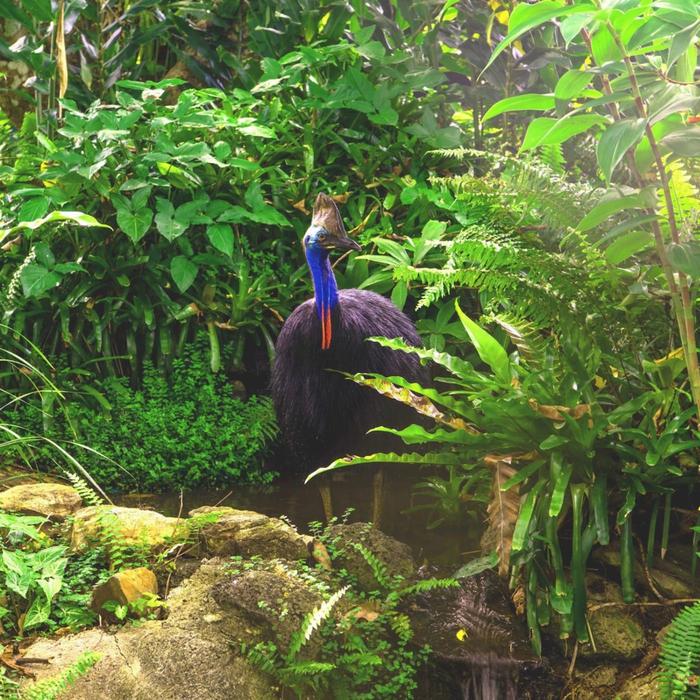 Rainforestation Nature Park Package A - Pamagirri Aboriginal Experience, Army Duck Rainforest Tour, Koala & Wildlife Park