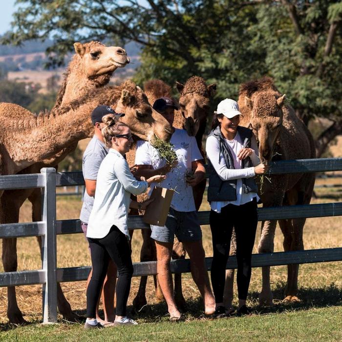 Summer Land Camels Farm Tour and Taste