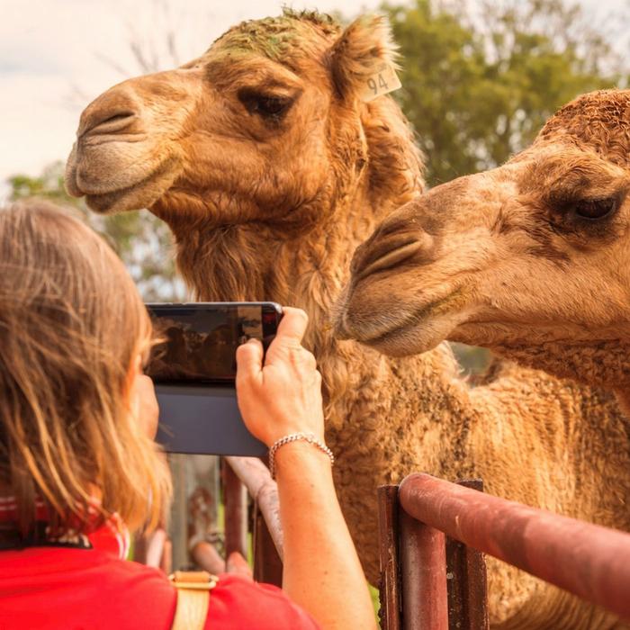 Summer Land Camels Premium Paddock to Plate