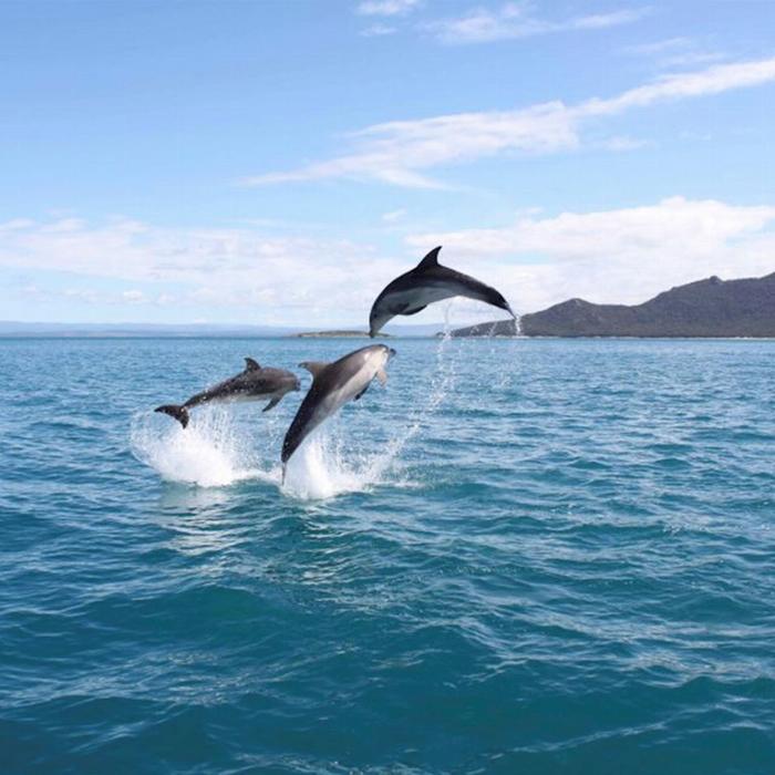 Pennicott Wilderness Journeys Wineglass Bay Cruise (Adults Only Sky Lounge)