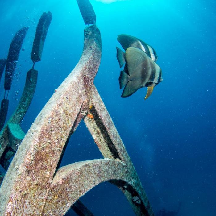 Adrenalin Dive Great Barrier Reef Day Trip inc. MOUA (Snorkeling)