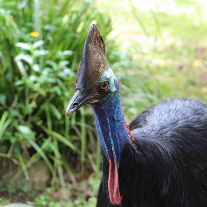 Tropic Wings Kuranda Rainforestation with Skyrail Rainforest Cableway - ENS