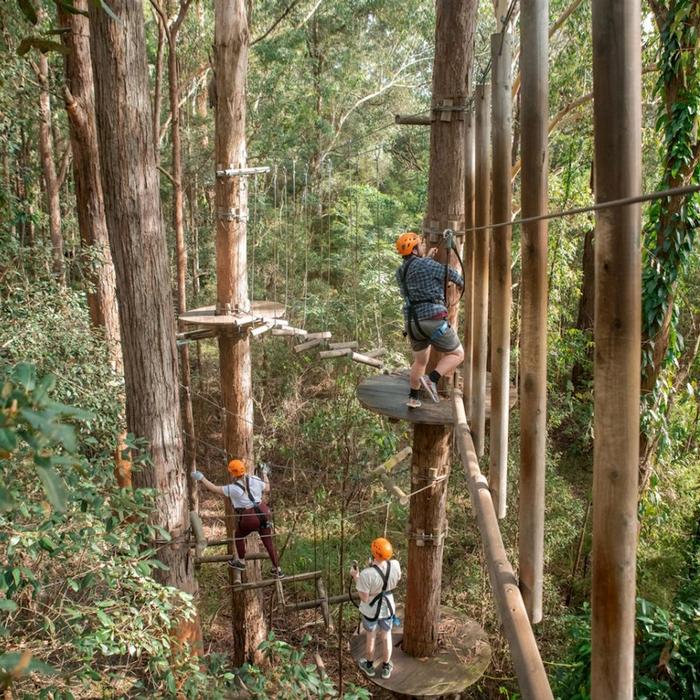 Treetops Adventure Central Coast Tree Ropes Course