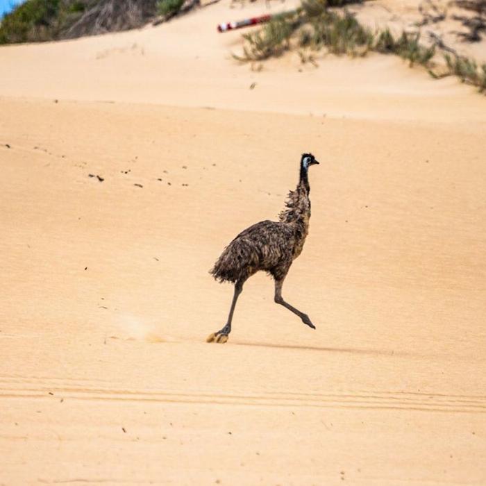 Tour South Coffin Bay - Oyster, Off-road Sightseeing 4WD Full-day Tour