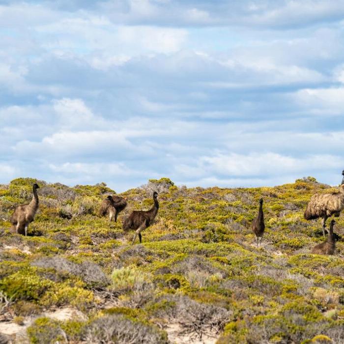 Tour South Port Lincoln - Wildlife, Sightseeing & 4WD Tour