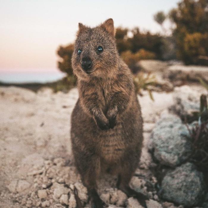 Sealink WA Rottnest Bayseeker Package (11:15am)