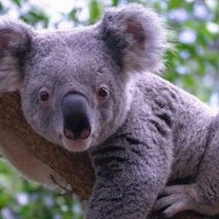 Hills Luxury Day Tours Cuddle a Koala and Historic Hahndorf Tour